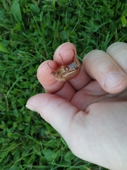 Amphimallon solstitiale solstitiale