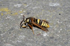 Sesia apiformis