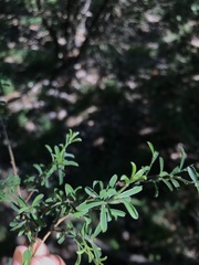 Genista pilosa