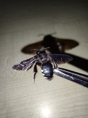 Andrena albopunctata