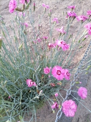 Dianthus plumarius