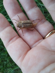 Amphimallon solstitiale solstitiale