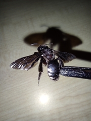 Andrena albopunctata