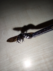 Andrena albopunctata