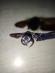 Andrena albopunctata