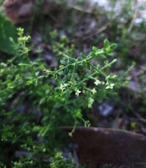 Galium bermudense