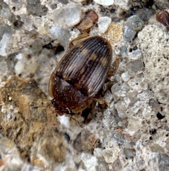 Stelidota geminata