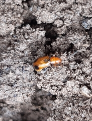 Phyllobrotica adusta