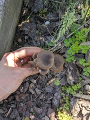Fungi
