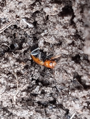 Phyllobrotica adusta