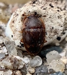 Stelidota geminata