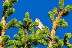 Phylloscopus trochilus