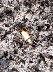 Phyllobrotica adusta