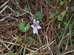 Viola formosana