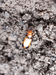 Phyllobrotica adusta