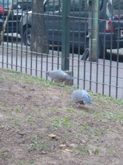 Patagioenas picazuro