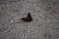 Marpesia zerynthia