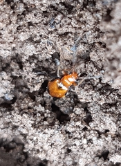 Phyllobrotica adusta