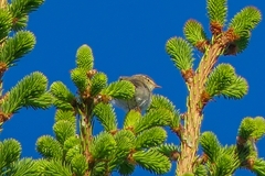 Phylloscopus trochilus