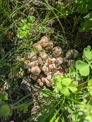 Fungi