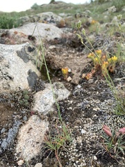 Boechera pendulocarpa