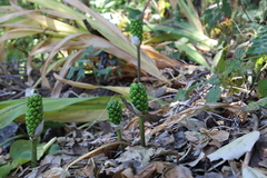 Arum italicum italicum