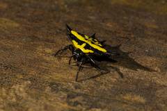 Gasteracantha rhomboidea