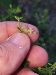 Galium bermudense