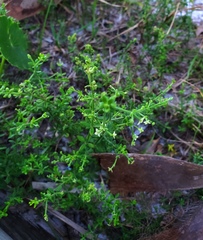 Galium bermudense