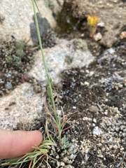 Boechera pendulocarpa