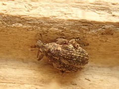 Rhinoncus inconspectus