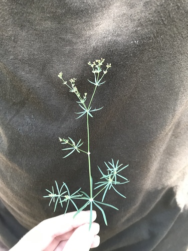 lipkavec sivý (Galium glaucum)