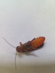 Cantharis pellucida