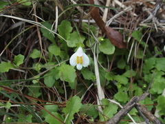 Mazus alpinus