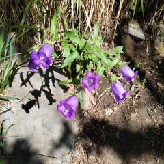Campanula