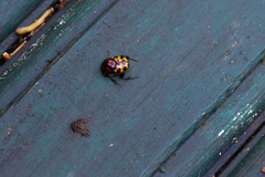 Helictopleurus splendidicollis