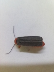 Cantharis pellucida