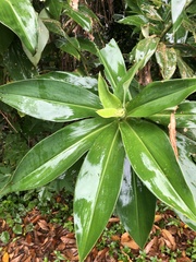 Costus laevis