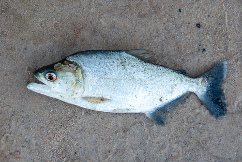 Slender piranha (Serrasalmus elongatus) — Serrasalmidae