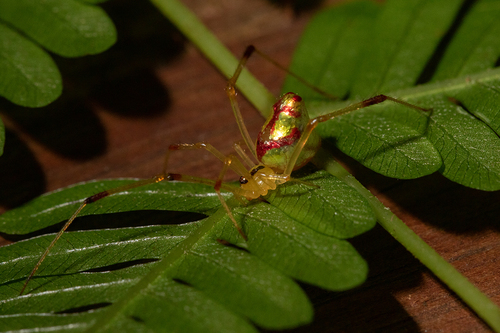 Thwaitesia pulcherrima