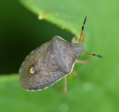 Holcostethus limbolarius