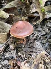 Cortinarius rubripes