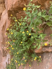 Perityle tenella