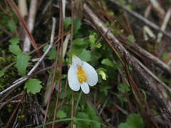 Mazus alpinus