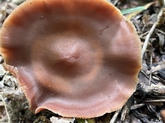 Cortinarius rubripes
