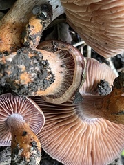 Cortinarius rubripes