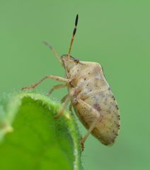 Holcostethus limbolarius