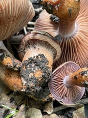 Cortinarius rubripes