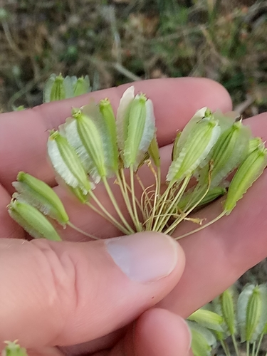 Image of Thapsia garganica by (c) Karim Haddad, some rights reserved (CC BY)