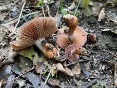 Cortinarius rubripes